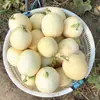 Jade Blanco Semillas de Melón Blanco Azucarado Huerto de Campo Verdura Dulce Crujiente Carne Tierna Semillas de Melón Gruesas Fruta Semillas de Melón