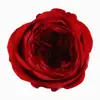 Flor de Hibisco de Ensueño Flor Eterna Flor de Rosa de Austin Cabezas de Flores Flores Reales 4-5cm Grado a Paquete de 8 Peonía Chocolate Al por Mayor