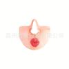 Graduación Halloween Navidad Divertido Divertido Divertido Máscara Fiesta de Cumpleaños Máscara Accesorios Decorativos para Fotos Máscara