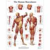 Medicina Tradicional China Medicina Occidental Órgano Humano Rasgos Faciales Meridiano Impresión Figura Decorativa XY674
