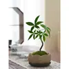 Árvore da Fortuna Pequena em Vaso Florais Nativos Forma Interessante Árvore da Fortuna Sala de Estar Mesa Plantas Verdes Interior Fortuna Escritório