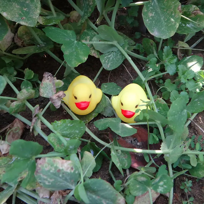 单只网鸭2