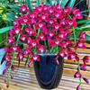 Mudas de Orquídea Perfumada Resistentes ao Frio Flores de Orquídea em Vasos Internos Orquídea Tinta Botões Florais Grandes Flores de Fácil Cuidado para Sala de Estar