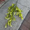 Nova Melaleuca Ouro Simulação Flor Decoração de Casamento Arranjo de Flores Novo Estilo Chinês Mori Estilo Fresco Verde Planta Outono Material Da Folha