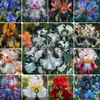 Semillas de rizomas de iris de flor azul, semillas de flores de bulbo, fáciles de cultivar y florecen todo el año, adecuadas para paisajismo de jardines y plantas en maceta