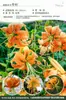 Bulbos de Lírio de Outono de Floração Dupla, Mudas de Flores de Floração Simples, Lírios Perfumados Comprados Diretamente da Holanda, Canhão de Ferro, Plantas de Vaso para Iniciantes do Pátio Karie