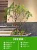 Planta Verde de Simulación Leucothoe Planta de Paisajismo para Exhibidor de Ventana Árbol Decorativo Biónico de Gama Alta Árbol Falso Grande Paisaje