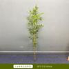 Bambú Artificial Plantas Falsas para Hogar, Hotel, Restaurante, Jardín, Vegetación Exterior, Fina Pantalla de Bambú de Agua para Bloquear la Vista del Bambú Dorado