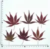 Hoja de Arce Rojo Flor Seca Espécimen de Planta en Relieve Enseñanza Pegamento Funda para Teléfono Móvil Marcapáginas Hecho a Mano para Niños Marco de Fotos Calcomanía en Relieve