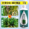 Dracaenus árbol fertilizante especial solución nutritiva planta en maceta planta verde de interior fertilizante para flores fertilizante general nitrógeno fósforo potasio