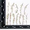 Flores Secas em Relevo, Espécimes Botânicos em Relevo para Ensino, Marcadores de Página Artesanais DIY, Colar Flores Secas, Capas de Celular, Aromaterapia com Cola