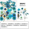 Marcapáginas de flores secas especímenes colección de primavera en botella de película plástica materiales hechos a mano para manualidades estudiantes de primaria flores transparentes