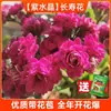 Nuevo producto: Flor de Kalanchoe, Florece Todo el Año, Flores Dobles Grandes, Planta de Flor Preciosa, Plántula de Planta Verde Resistente al Frío con Capullos de Flor, Planta de Interior Zorro Dorado