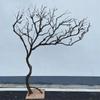 Galho seco natural paisagismo galho seco tronco árvore dos desejos árvore morta modelagem interna galho de árvore tronco tronco de madeira de janela árvore decorativa