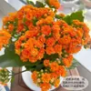 Planta de Kalanchoe en Maceta con Flores Dobles Grandes y Capullos, Flor de Escritorio para Interiores, Planta Verde, Fácil de Cuidar, Florece Todo el Año