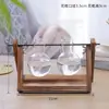 Jarrón de cristal creativo para arreglos florales de sala de estar, recipiente hidropónico transparente simple para plantas pequeñas, maceta de boca estrecha
