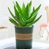 Aloe Vera en Maceta Interior Eliminación de Formaldehído Purificador de Aire Planta Verde Escritorio de Oficina Suculenta Fácil de Cultivar Flores y Cactus Todo el Año