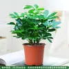 Planta del Dinero: La Riqueza Viene de Todas Partes - Pilea Peperomioides Perenne para Escritorio de Oficina, Planta Verde en Maceta, Plántula de Árbol de la Fortuna
