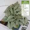 Pegamento Blando de Taro Simulado Siente Hojas Falsas Paisajismo Colgante Pared de Fondo de Pared Oficina Hotel Decoración de Pared de Plantas de Interior