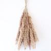 Flores de Trigo Secas, Hierba de Cola de Conejo Seca, Avena Seca, Cañas Secas, Accesorios de Fotografía, Decoración para Sala de Estar, Ramo para el Hogar