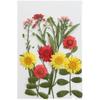 Paquete de material de flores secas enseñanza de pintura estudiante repujado planta mixta flor real DIY epoxi funda para teléfono repujado transfronterizo