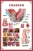 Diagrama del Esqueleto Humano, Cartel de Pared Grande, Diagrama de Órganos, Gráfico de Estructura de Órganos Internos, Gráfico de Puntos de Acupuntura, Póster del Gráfico de Anatomía Muscular Humana