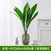 Orquídea de Uma Folha Hidropônica Planta Verde Pote Interno Perene Sala de Estar Celebridade da Internet Planta Criada em Água É Boa para Alimentar Pessoas Preguiçosas Rabanete Verde