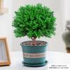 Evergreen Interior Balcón Patio Escarcha Plantas En Maceta Son Fáciles de Mantener y Viven en Escritorio Bonsái Verde Plantas Verdes Pinos