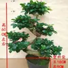 Grande árvore de banyan de folhas pequenas em forma de S, bonsai de 8 caracteres, bonsai, planta para sala de estar interna, muda de árvore de banyan de ginseng, pilha velha, planta verde