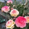 Dropshipping Sucos Varanda Mudas de Rosa Rosas Florindo Flores em Vasos Plantas Trepadeiras Cipós Rosa Plantas Verdes