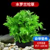 Hierba para Acuario, Plantas Acuáticas, Plantas Cultivadas en Agua para Paisajismo, Crisantemo Verde, Plantas Verdes Hidropónicas, Plantas Trepadoras Ola Roja, Plantas Perla Altas y Bajas
