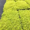 La Hierba Buda Dorada es una planta que se puede disfrutar por su follaje durante todo el año, adecuada para macetas, rocallas de jardín y techos verdes, ofreciendo aislamiento térmico y resistencia tanto al calor como al frío.