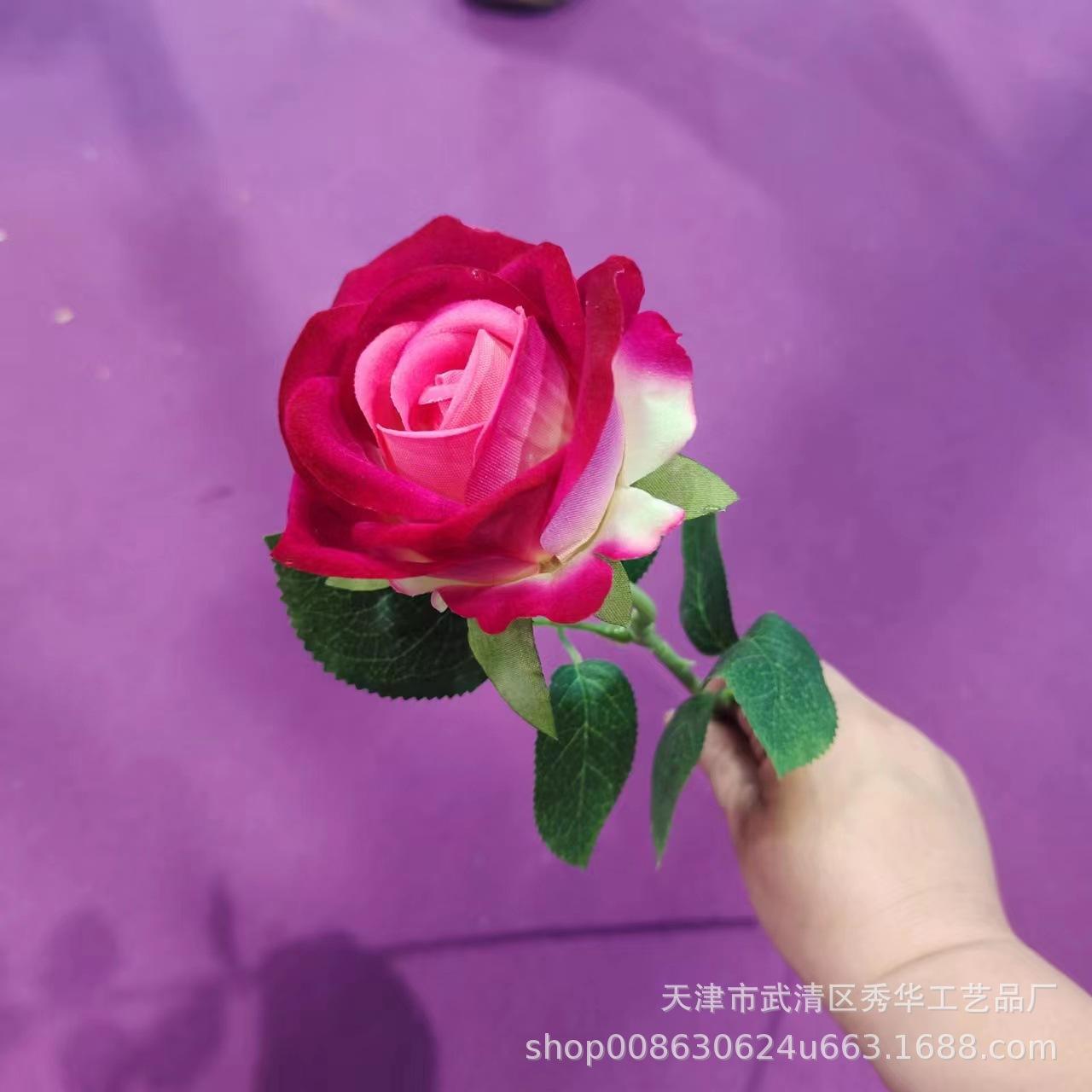 杨玉刚玫瑰 粉心红