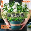 Gardenia fragante, extra grande en maceta, una planta de cuatro estaciones que purifica el aire y puede eliminar el formaldehído, adecuada para fines ornamentales