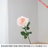 Una sola flor artificial de rosa Juliet Austin es un accesorio de fotografía que eleva sin esfuerzo la calidad visual de tus tomas.