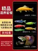 Peixe Ornamental Alimentação Guppies Tropicais Resistentes Alevinos de Peixe de Água Doce Peixes Pequenos Tanque de Peixe Dourado Anchovas Corpo Trigo Taibao