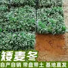 Mil-folhas Chinês, Grama da Neve, Perenes de Folhagem Persistente, Suculentas Resistentes e Tolerantes à Seca, Grama Variegada, Ophiopogon Japonicus, Cobertura de Solo para Canteiros