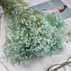 Pacote de Material DIY Flor Eterna 1g Gradiente Cabeça Grande Mosquitinho Estrela Milionária Buquê de Flores Secas Flor Eterna Flor Real