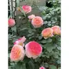 Rosa de Cabello Recto de Yunnan Enredadera para Muro Rosa Flor Extra Grande Plántulas Fragancia Fuerte Florece en Todas las Estaciones Plantas para Patio Casa Balcón