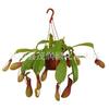 Interior Oficina Bambú Verde Pequeña Maceta Planta Carnívora Planta Jarra Maceta Trampa para Moscas Planta Carnívora Maceta Producto Terminado