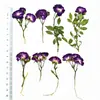 Rosa Seca Morada con Ramas, Especímenes de Flores Prensadas al por Mayor, Flores Prensadas Reales, Marcadores de Libros Hechos a Mano, Lámparas de Mesa