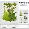 Muestra de flor seca en relieve, venta al por mayor, hoja verdadera, pegatina de animal de jardín de infantes, material de bricolaje hecho a mano, muestra de flor seca
