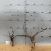 Tocones de Árbol Muerto Ramas Modelo Microscópico Escena Fabricación Suministros para Mascotas Base de Figura Embellecimiento de Fondo Decoración Obstáculo