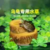 Paisajismo para Tanque de Tortugas, Plantas Verdes para Tanque de Tortugas, Plantas Acuáticas, Lechuga de Agua en Cultivo de Agua, Especial para Eliminar el Amarilleamiento, Desodorizar y Purificar el Agua para el Cuidado de Tortugas