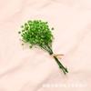 Ramo Transfronterizo de Flores Secas de Gipsofila Hierba de los Amantes Nomeolvides Siempreviva Decenas de Miles de Estrellas Caja de Regalo Jarrón Pequeño Decorativo Ramo