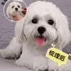 Peine de aguja para mascotas domésticas, gato y perro, para desenredar, eliminar pelo suelto y eliminar pulgas, una excelente herramienta de aseo para Teddy y Bichón Frisé