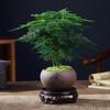 Espargos Planta em vaso Plantas de interior Purificação de ar Escritório Boa flor Bonsai Todas as estações Evergreen Desktop Pequenas plantas verdes
