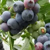 Mudas de Mirtilo F6 Esmeralda, Frutificação Dupla Temporada, Adequadas para Plantio em Regiões do Norte e do Sul, Mudas de Árvore Frutífera em Vasos Originais e Terra, Enviadas com Flores