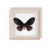 Espécime de Borboleta Real Pintura Decorativa de Pendurar Ornamento de Inseto com Olhos Azuis, Moldura de Madeira Maciça, Presente para Melhor Amigo, Lembrança Única