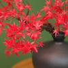 Hoja de Arce Simulada Hoja de Arce Roja Simulada Rama Seca Falsa Hojas Decorativas Estilo Chino Nuevo Adornos de Flores Secas Paisaje de Plantas en Maceta de Interior Paisajismo